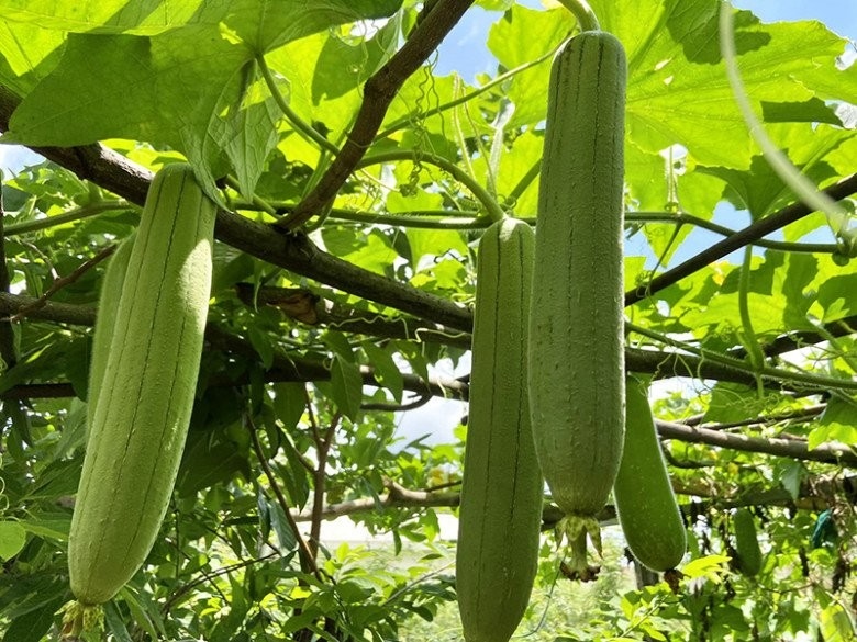 What is VietGAP Standard for Natural Loofah